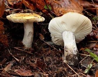 Ockertäubling, Foto 3