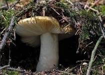 Ockertäubling, Foto 20