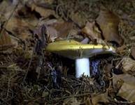 Ockertäubling, Foto 24