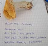 Ockertäubling, Foto 25