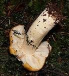 Ockertäubling, Foto 27