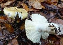 Ockertäubling, Foto 30