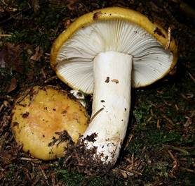 Ockertäubling, Foto 6