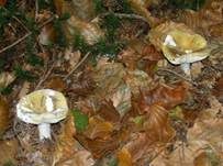 Ockertäubling, Foto 7