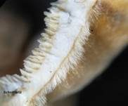 Ockertramete, Foto 16