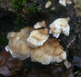 Ockertramete, Foto 4