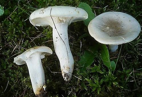 Blasser Täubling, Foto 2