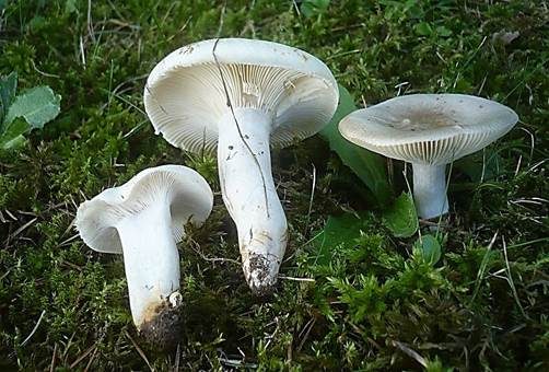 Blasser Täubling, Foto 3