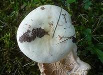 Blasser Täubling, Foto 4