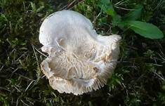 Blasser Täubling, Foto 5
