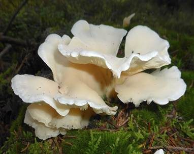 Ohrförmiger Seitling, Foto 2