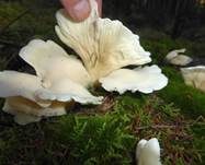 Ohrförmiger Seitling, Foto 12