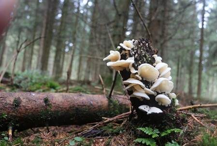 Ohrförmiger Seitling, Foto 5