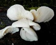 Ohrförmiger Seitling, Foto 6