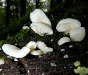 Ohrförmiger Seitling, Foto 7