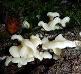 Ohrförmiger Seitling, Foto 8