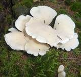 Ohrförmiger Seitling, Foto 11