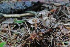 Ohrlöffel Stacheling, Foto 15
