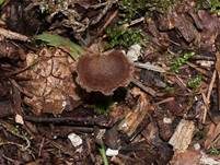 Ohrlöffel Stacheling, Foto 18