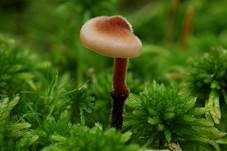 Ohrlöffel Stacheling, Foto 20