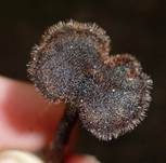 Ohrlöffel Stacheling, Foto 22