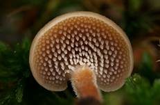 Ohrlöffel Stacheling, Foto 26