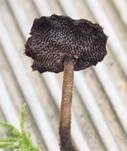 Ohrlöffel Stacheling, Foto 27