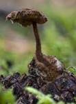 Ohrlöffel Stacheling, Foto 30