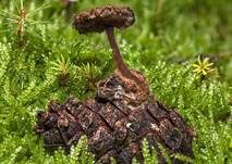 Ohrlöffel Stacheling, Foto 31