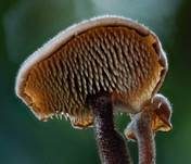 Ohrlöffel Stacheling, Foto 33