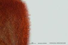 Ohrlöffel Stacheling, Foto 38