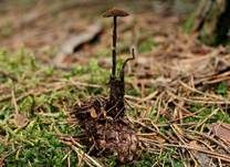 Ohrlöffel Stacheling, Foto 7