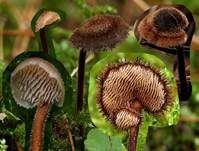 Ohrlöffel Stacheling, Foto 10