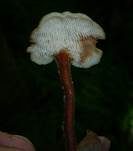 Ohrlöffel Stacheling, Foto 11