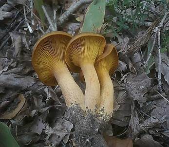 Ölbaumpilz, Foto 5