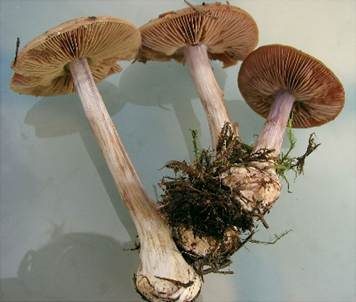 Olivblättriger Klumpfuß, Foto 2