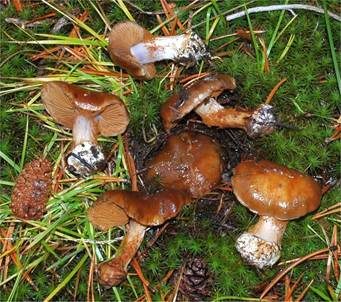 Olivblättriger Klumpfuß, Foto 4