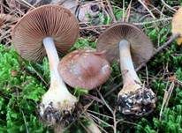 Olivblättriger Klumpfuß, Foto 7