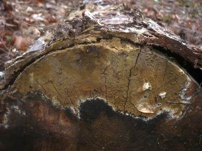 Olivbrauner Braunsporrindenpilz, Foto 2