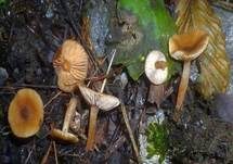 Olivbrauner Erlenmilchling, Foto 12