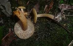 Olivbrauner Erlenmilchling, Foto 13