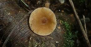 Olivbrauner Erlenmilchling, Foto 18