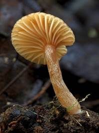Olivbrauner Erlenmilchling, Foto 4