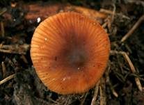Olivbrauner Erlenmilchling, Foto 9
