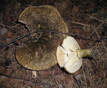 Olivbrauner Milchling, Foto 3