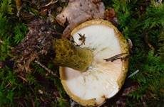 Olivbrauner Milchling, Foto 12