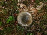 Olivbrauner Milchling, Foto 20