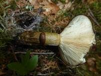 Olivbrauner Milchling, Foto 21