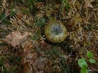 Olivbrauner Milchling, Foto 32