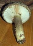 Olivbrauner Milchling, Foto 39